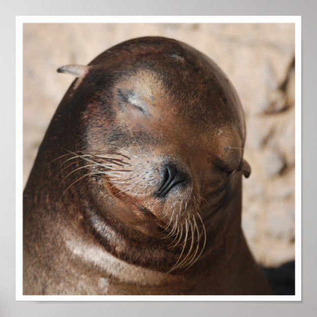 Poster do Leão do Mar Doce (Frente)