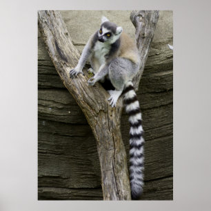 Poster do Lemur