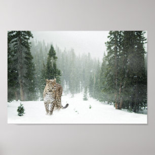 Poster do Leopardo da Neve Persa