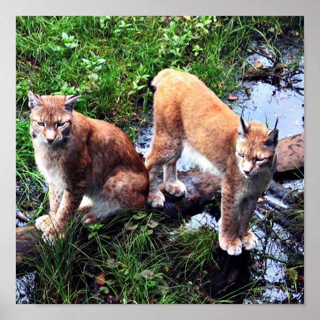 Poster do Lynxes (Frente)