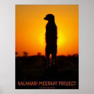 Poster do meerkat do fulgor dourado