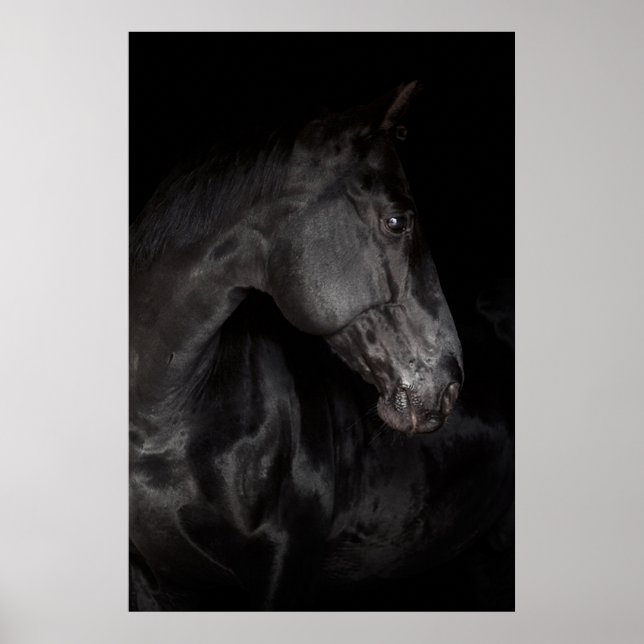 Poster do Muro da Natureza de Stallion de Cavalo N (Frente)