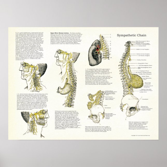 Poster do Nervo Simpático Osteopático da Cadeia (Frente)