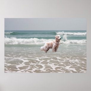 Poster do oceano do golden retriever