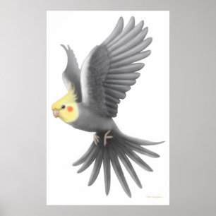 Poster do papagaio do Cockatiel do vôo