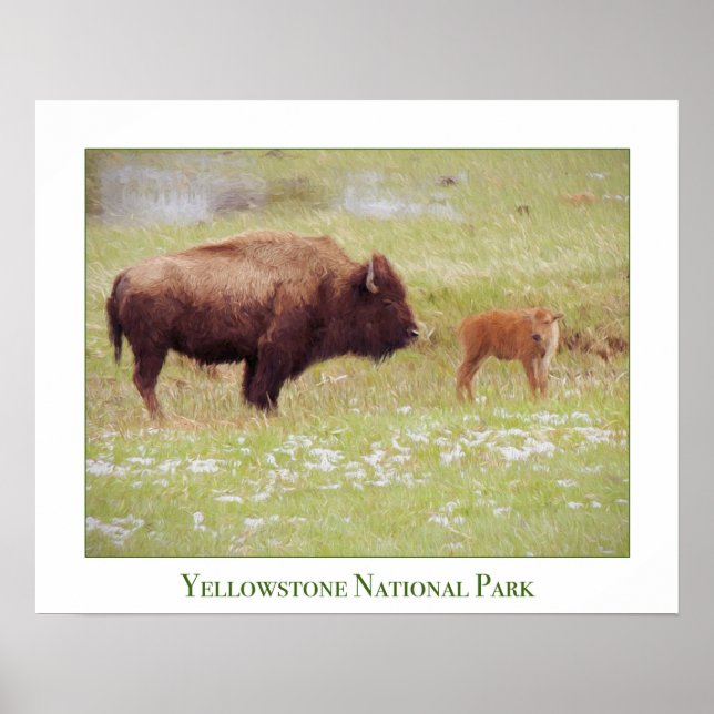 Poster do Parque Nacional Yellowstone com Bison &  (Frente)