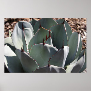 Poster do parryi da agave