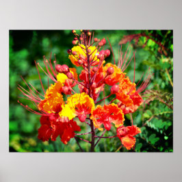 Poster do Pássaro Mexicano do Paraíso