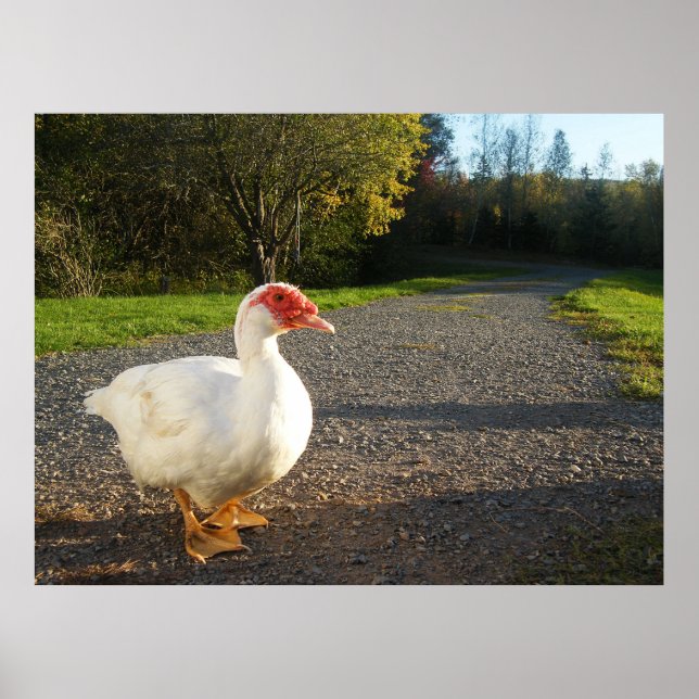 Poster do Pato Muscovy Masculino (Frente)