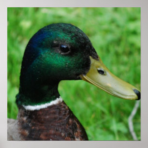 Poster do pato selvagem