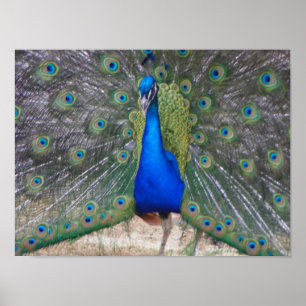 Pôster do peafowl fim acima