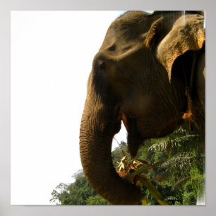 Poster do perfil do elefante