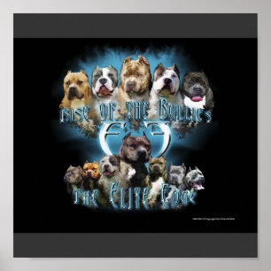 Poster do pitbull