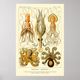 Poster do polvo de Ernst Haeckel