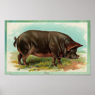 Poster do porco - arte do vintage