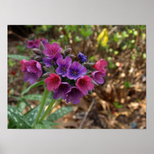 poster do respingo da framboesa do pulmonaria