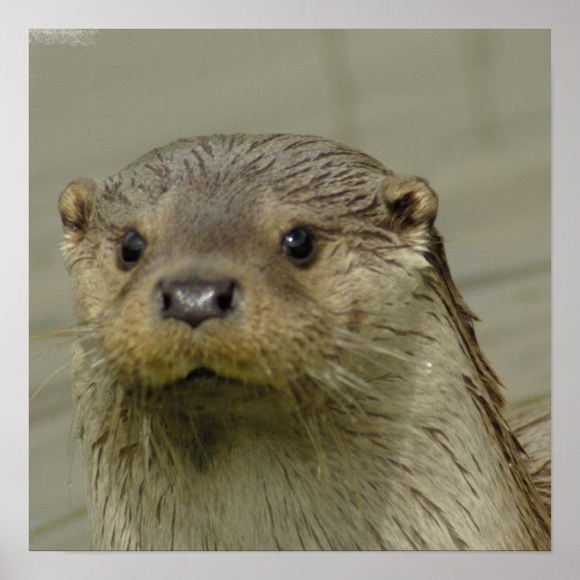 Poster do Rio Otter Gigante (Frente)