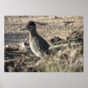Poster do Roadrunner