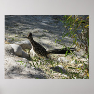 Poster do Roadrunner