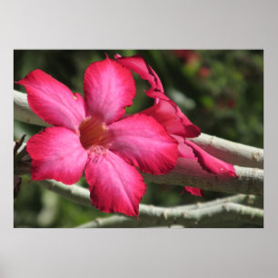 Poster do rosa de deserto