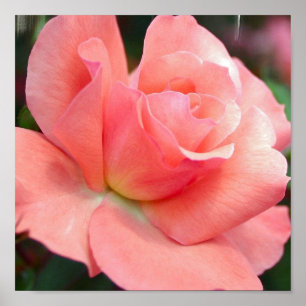 Poster do rosa do rosa