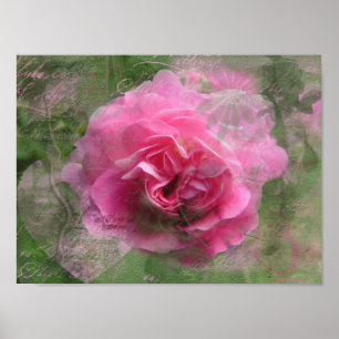 Poster do rosa do rosa