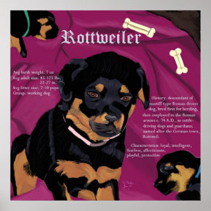 Poster do Rottweiler Pup