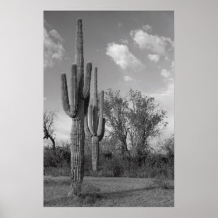 Poster do Saguaro da arizona