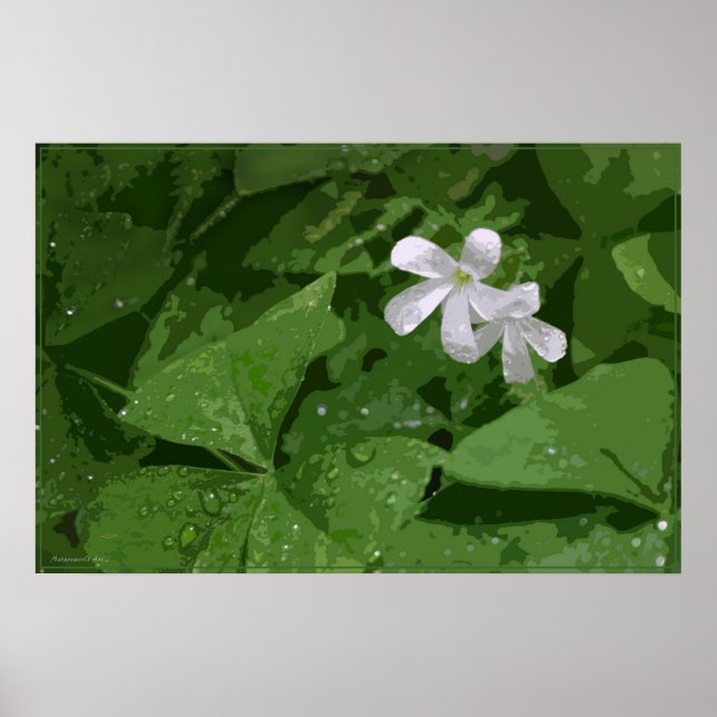 Poster do Shamrock sem texto -36x24 -ou menor (Frente)