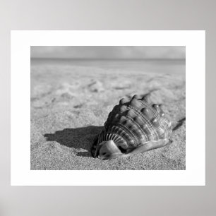 Poster do Shell de Praia