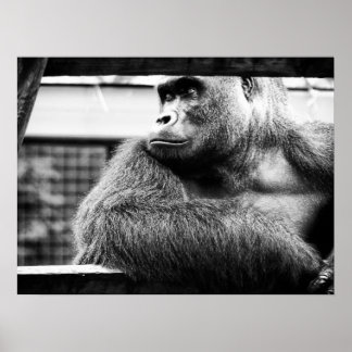 Poster do Silverback