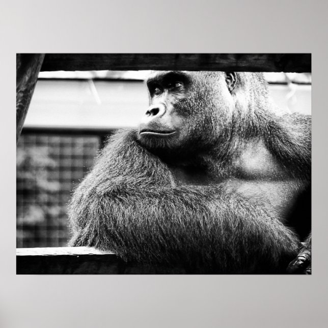 Poster do Silverback (Frente)