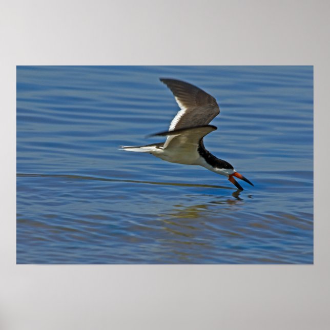 Poster do Skimmer Negro (Frente)