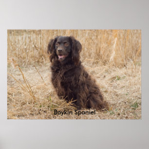 Poster do Spaniel de Boykin