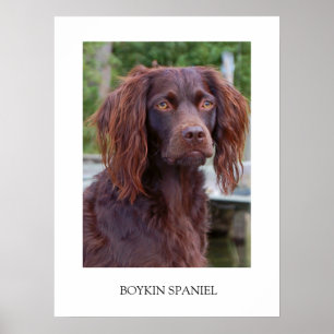 Poster do Spaniel de Boykin