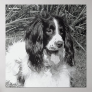 Poster do Spaniel de Springer inglês