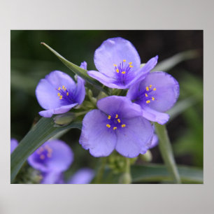 Poster do Spiderwort