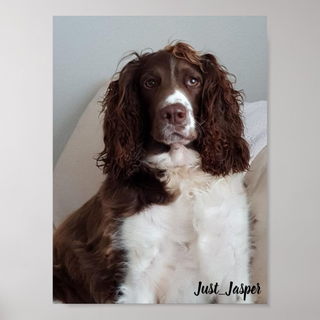Poster do Springer spaniel (Frente)