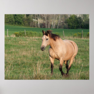 Poster do Stroll do Buckskin