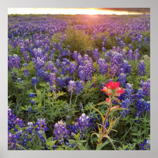 Poster do Sunset Bluebonnet