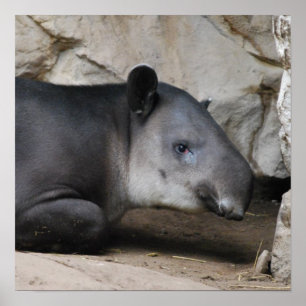 Poster do Tapir de Bairds