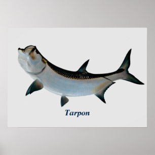Poster do tarpão