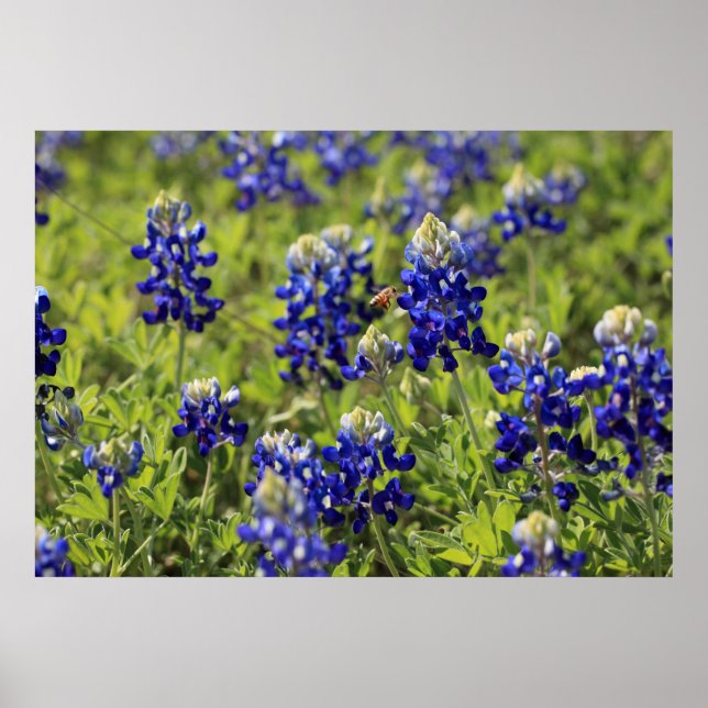 Poster do Texas Bluebonnets (Frente)