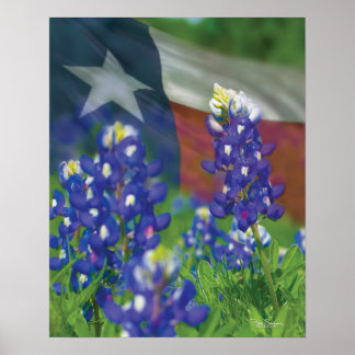 Poster do Texas flag bluebonnets