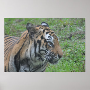 Poster do tigre