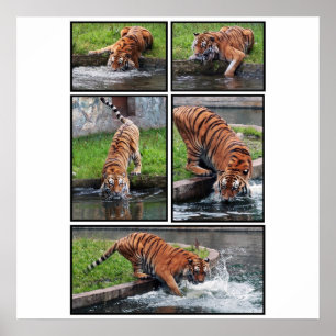 Poster do tigre Siberian