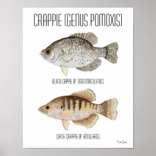 Poster do tipo de peixe