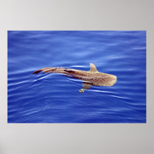 Poster do tubarão de baleia