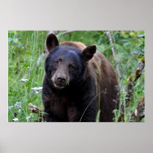 Poster do urso