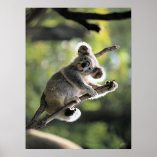 Poster do urso de Koala
